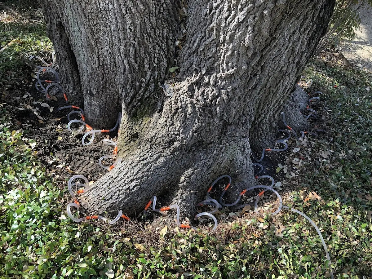 Detailed Tree Cabling and Bracing job site in Kalida
